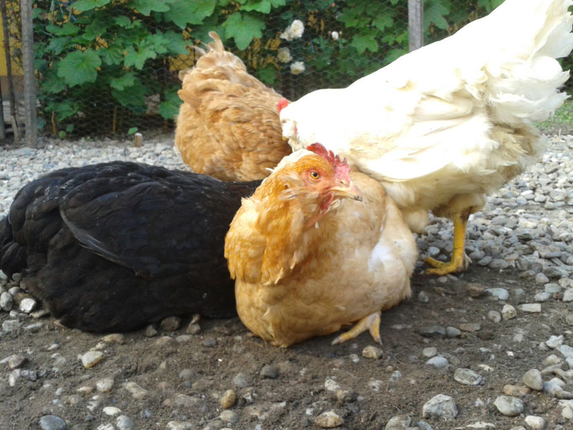  - Găini MATCĂ MATURĂ - eclozate în 2021 - fotografiate miercuri 15 mai 2024