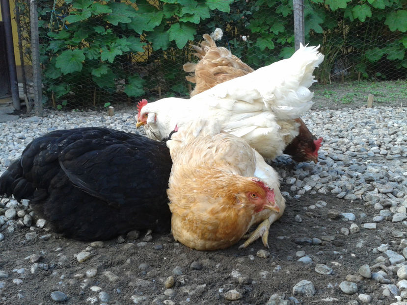  - Găini MATCĂ MATURĂ - eclozate în 2021 - fotografiate miercuri 15 mai 2024