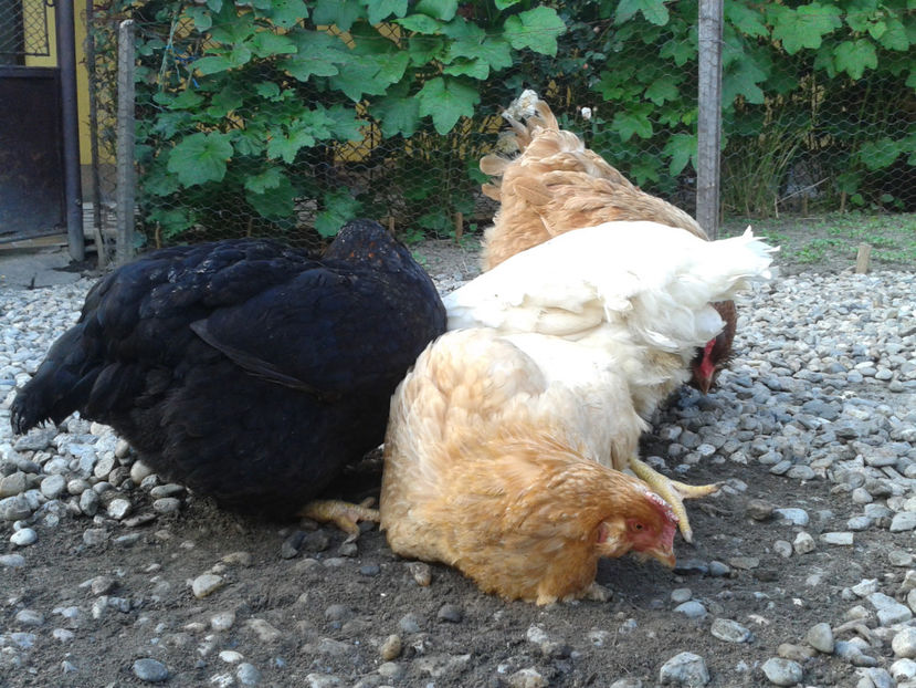  - Găini MATCĂ MATURĂ - eclozate în 2021 - fotografiate miercuri 15 mai 2024