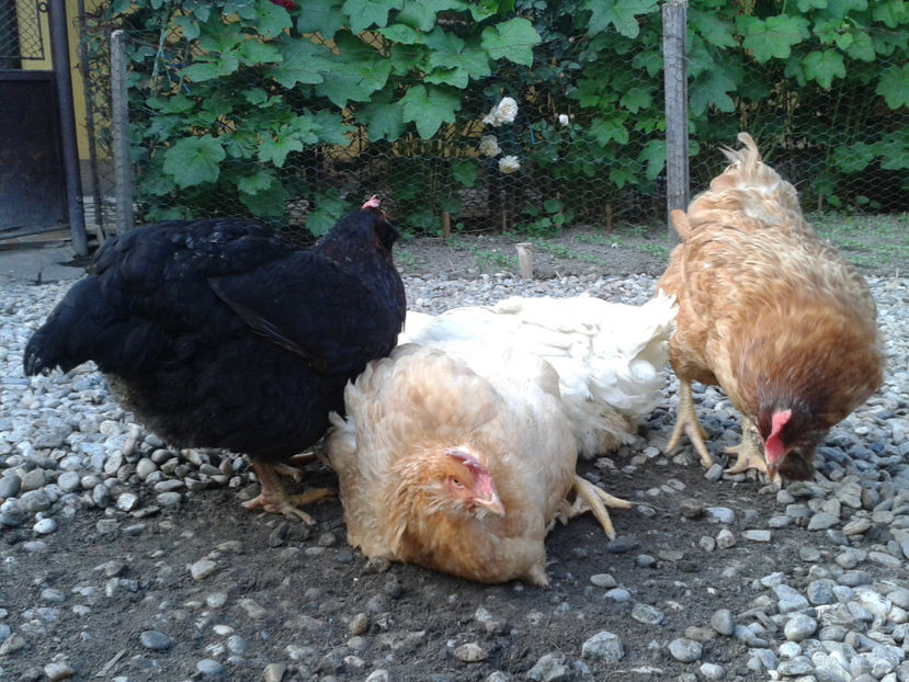  - Găini MATCĂ MATURĂ - eclozate în 2021 - fotografiate miercuri 15 mai 2024