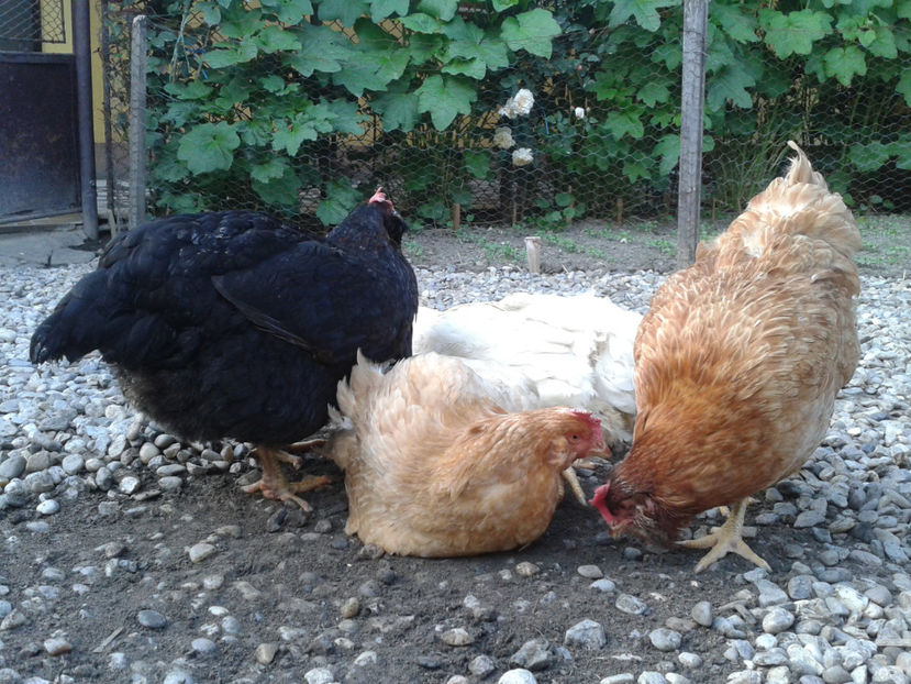  - Găini MATCĂ MATURĂ - eclozate în 2021 - fotografiate miercuri 15 mai 2024