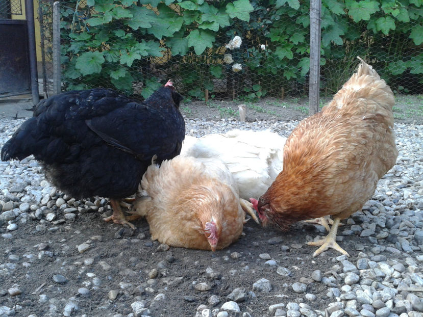  - Găini MATCĂ MATURĂ - eclozate în 2021 - fotografiate miercuri 15 mai 2024