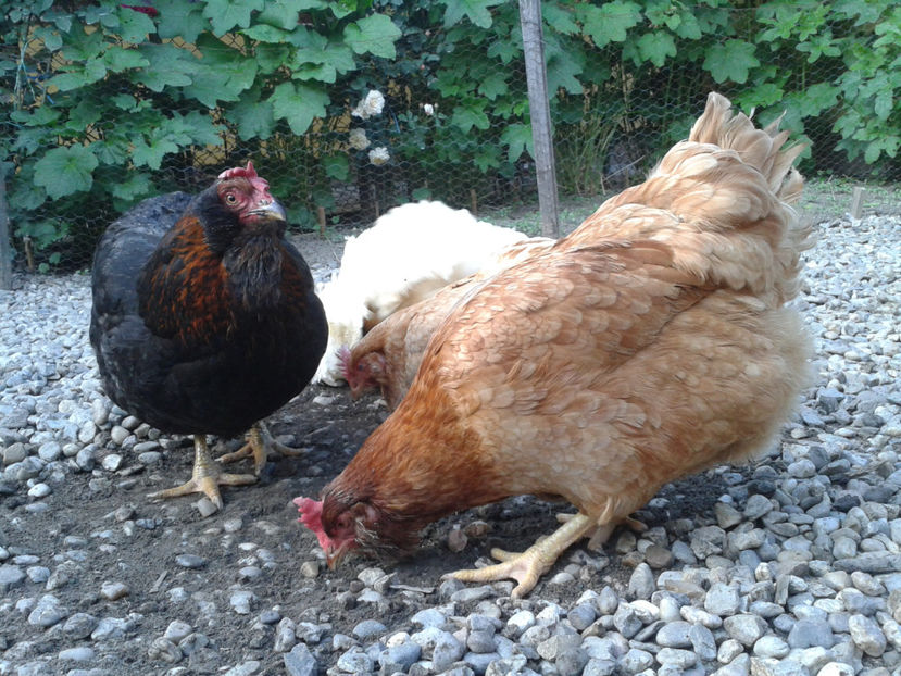  - Găini MATCĂ MATURĂ - eclozate în 2021 - fotografiate miercuri 15 mai 2024