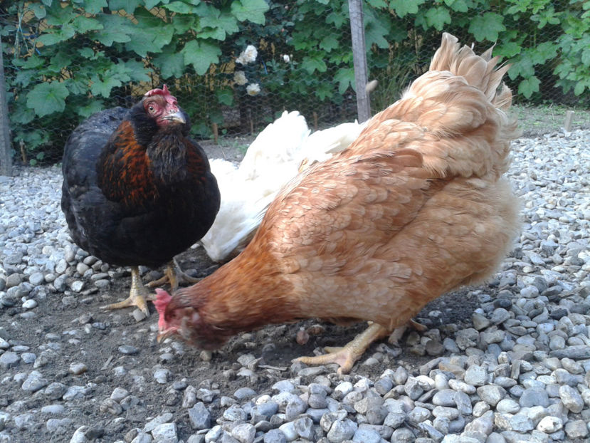  - Găini MATCĂ MATURĂ - eclozate în 2021 - fotografiate miercuri 15 mai 2024