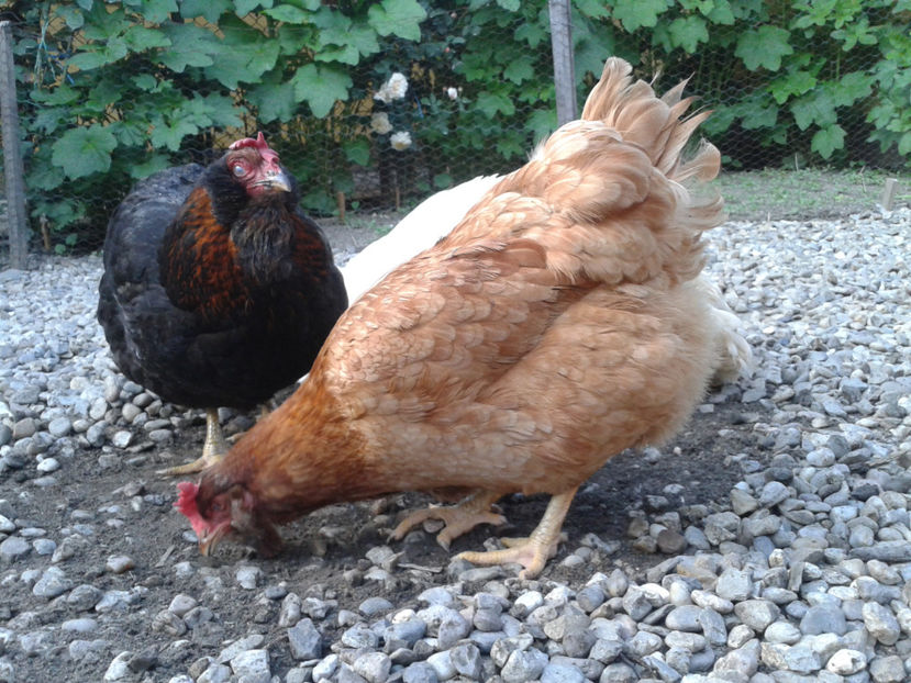  - Găini MATCĂ MATURĂ - eclozate în 2021 - fotografiate miercuri 15 mai 2024