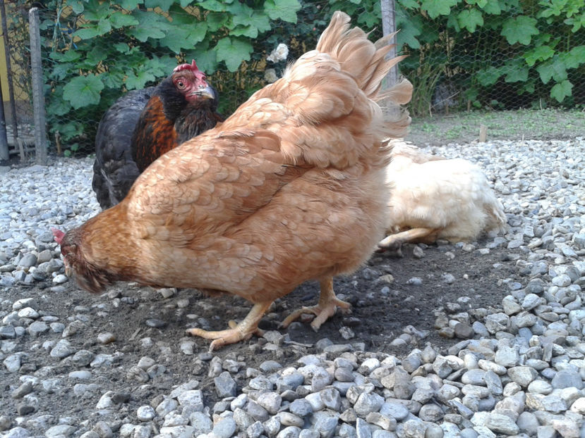  - Găini MATCĂ MATURĂ - eclozate în 2021 - fotografiate miercuri 15 mai 2024