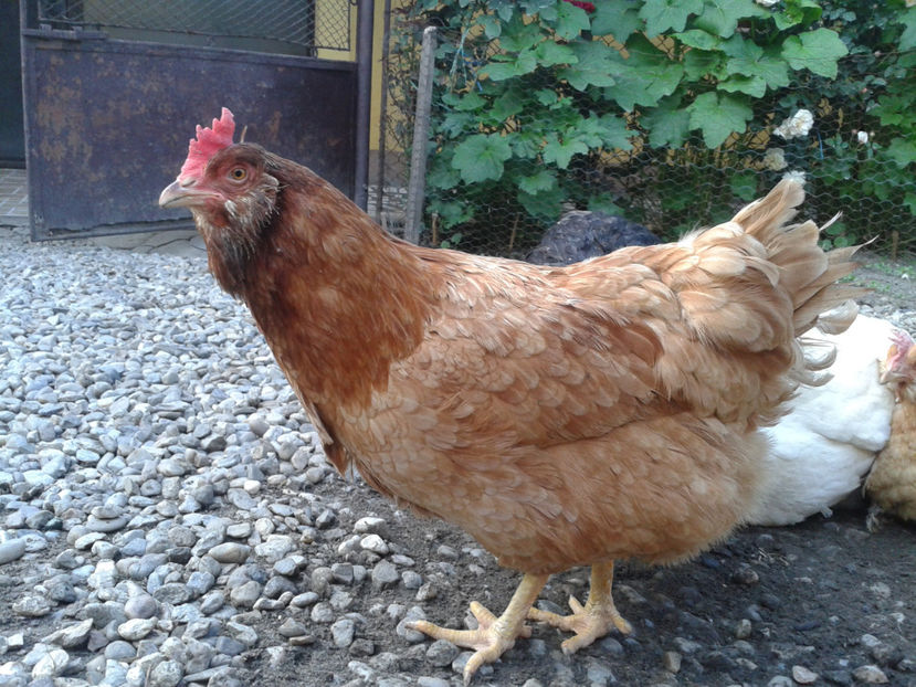  - Găini MATCĂ MATURĂ - eclozate în 2021 - fotografiate miercuri 15 mai 2024