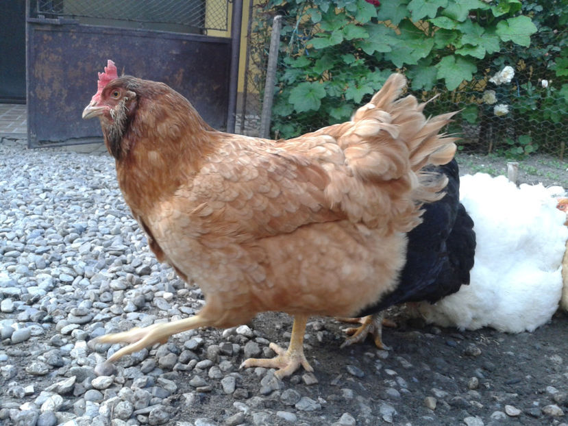  - Găini MATCĂ MATURĂ - eclozate în 2021 - fotografiate miercuri 15 mai 2024