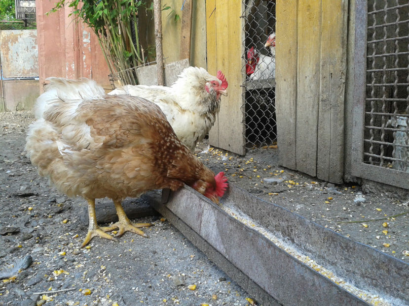  - Găini MATCĂ MATURĂ - eclozate în 2021 - fotografiate miercuri 15 mai 2024