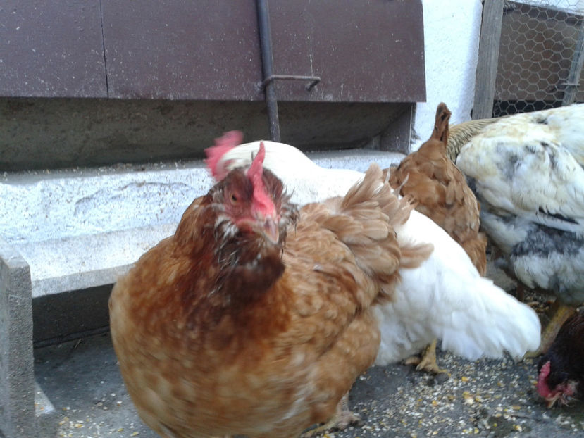  - Găini MATCĂ MATURĂ - eclozate în 2021 - fotografiate miercuri 15 mai 2024