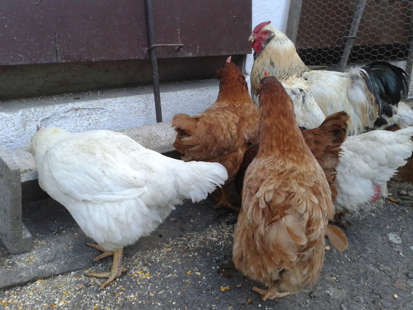  - Găini MATCĂ MATURĂ - eclozate în 2021 - fotografiate miercuri 15 mai 2024