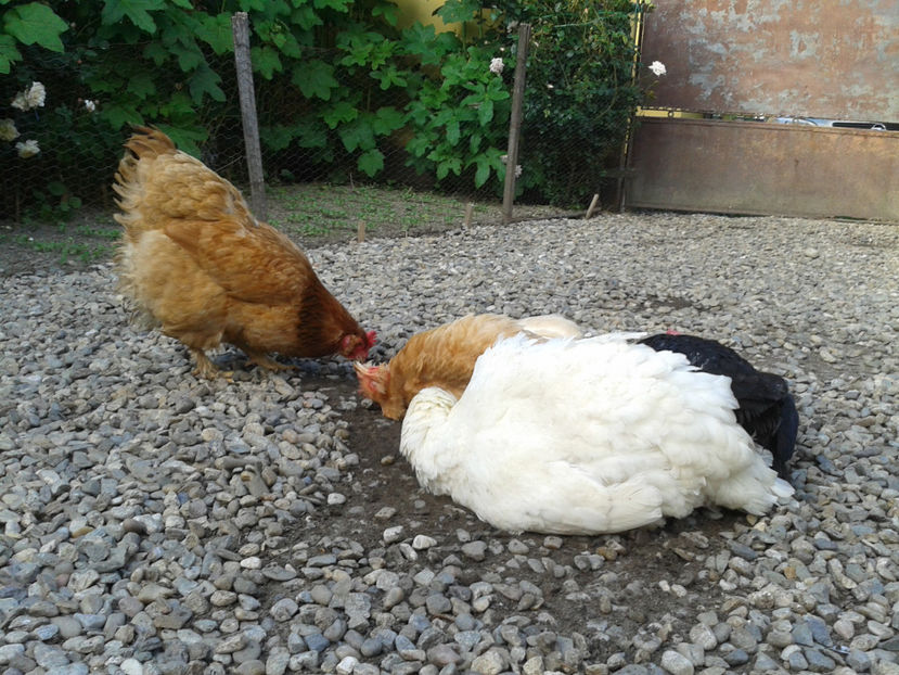  - Găini MATCĂ MATURĂ - eclozate în 2021 - fotografiate miercuri 15 mai 2024