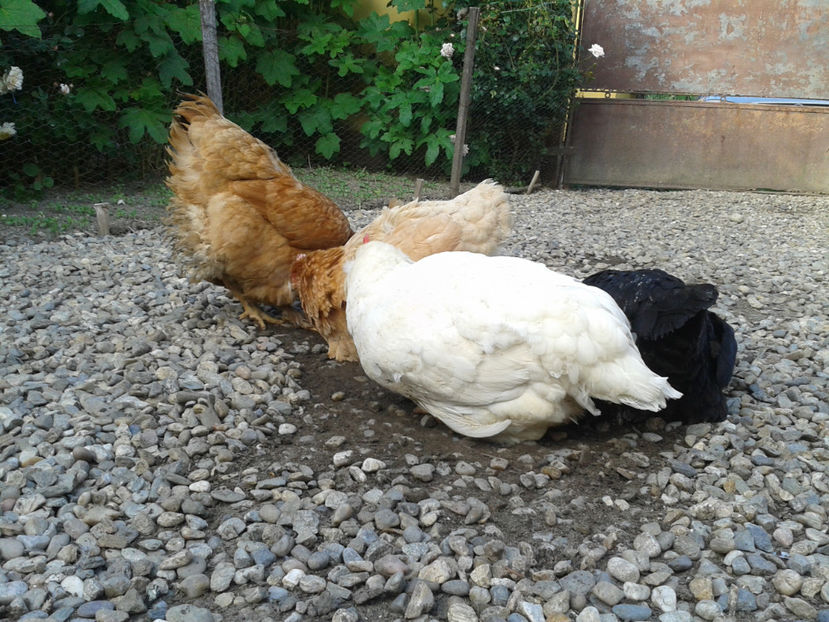  - Găini MATCĂ MATURĂ - eclozate în 2021 - fotografiate miercuri 15 mai 2024