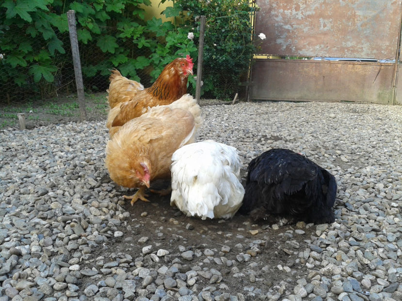  - Găini MATCĂ MATURĂ - eclozate în 2021 - fotografiate miercuri 15 mai 2024