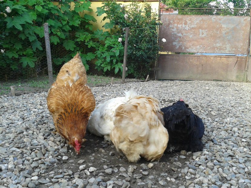  - Găini MATCĂ MATURĂ - eclozate în 2021 - fotografiate miercuri 15 mai 2024