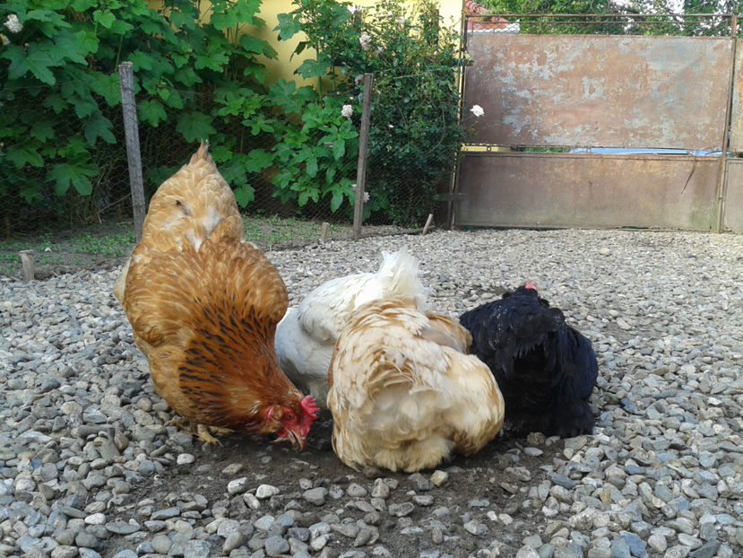  - Găini MATCĂ MATURĂ - eclozate în 2021 - fotografiate miercuri 15 mai 2024