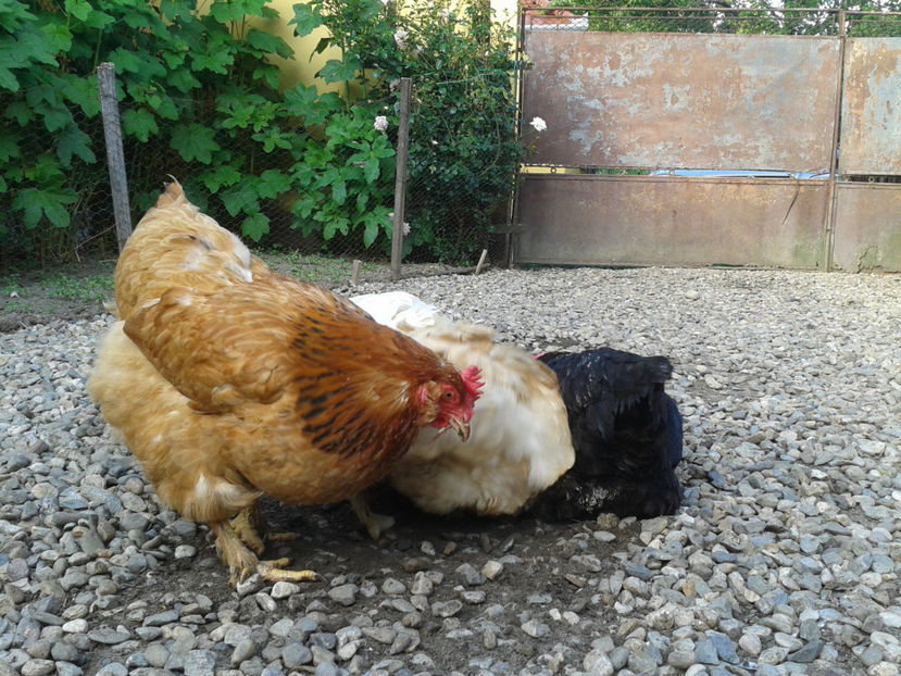  - Găini MATCĂ MATURĂ - eclozate în 2021 - fotografiate miercuri 15 mai 2024