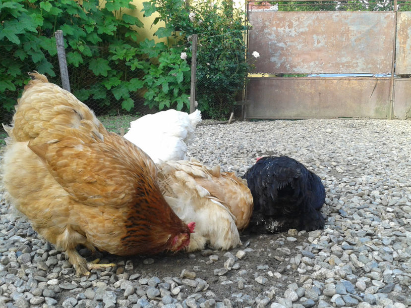  - Găini MATCĂ MATURĂ - eclozate în 2021 - fotografiate miercuri 15 mai 2024