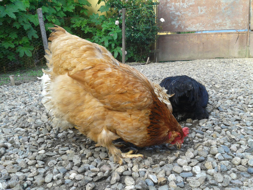  - Găini MATCĂ MATURĂ - eclozate în 2021 - fotografiate miercuri 15 mai 2024