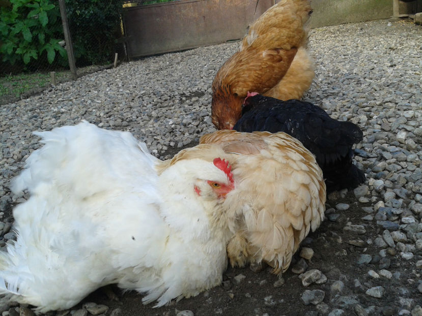  - Găini MATCĂ MATURĂ - eclozate în 2021 - fotografiate miercuri 15 mai 2024