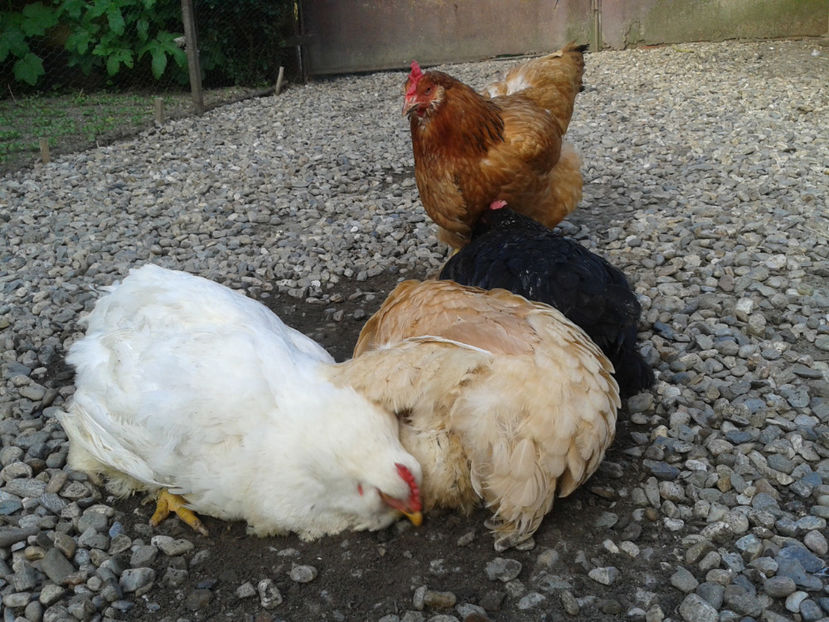  - Găini MATCĂ MATURĂ - eclozate în 2021 - fotografiate miercuri 15 mai 2024