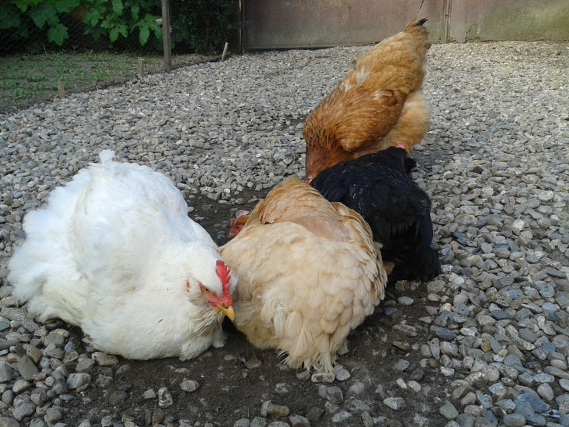  - Găini MATCĂ MATURĂ - eclozate în 2021 - fotografiate miercuri 15 mai 2024