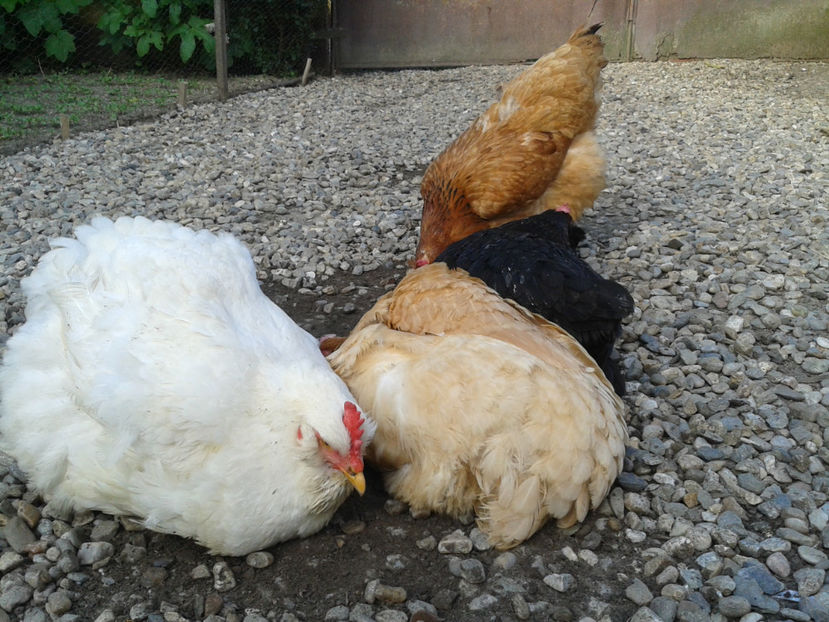  - Găini MATCĂ MATURĂ - eclozate în 2021 - fotografiate miercuri 15 mai 2024