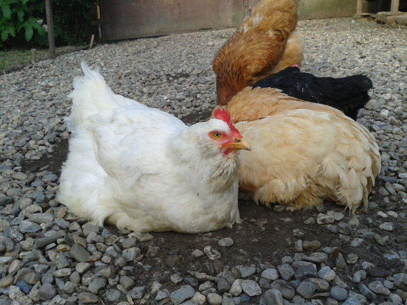  - Găini MATCĂ MATURĂ - eclozate în 2021 - fotografiate miercuri 15 mai 2024