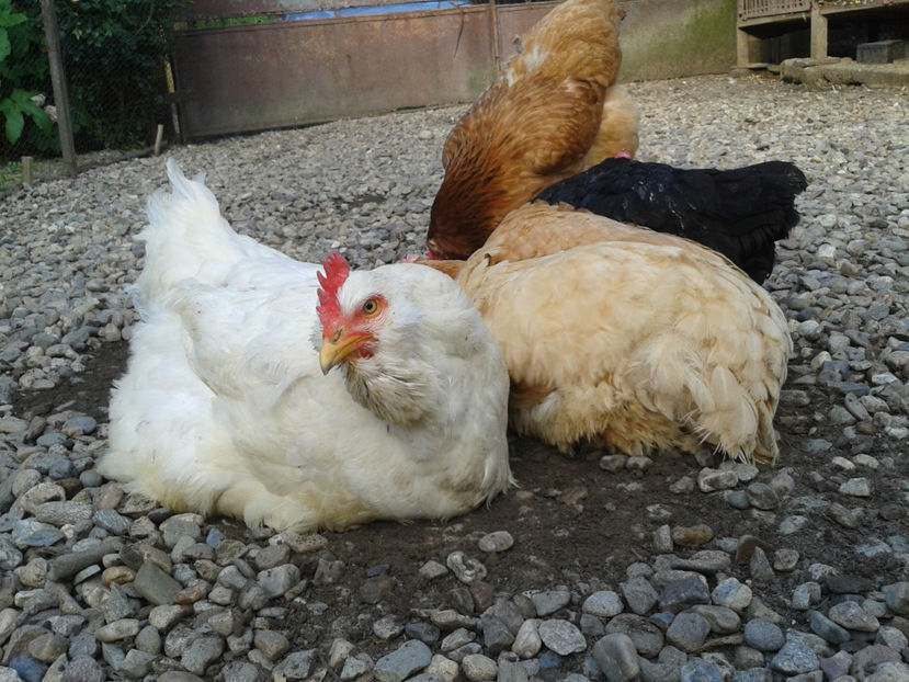  - Găini MATCĂ MATURĂ - eclozate în 2021 - fotografiate miercuri 15 mai 2024