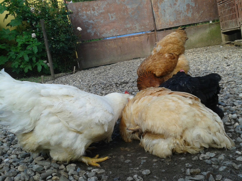  - Găini MATCĂ MATURĂ - eclozate în 2021 - fotografiate miercuri 15 mai 2024