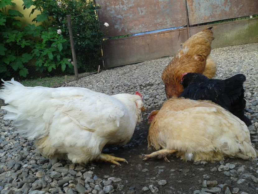  - Găini MATCĂ MATURĂ - eclozate în 2021 - fotografiate miercuri 15 mai 2024