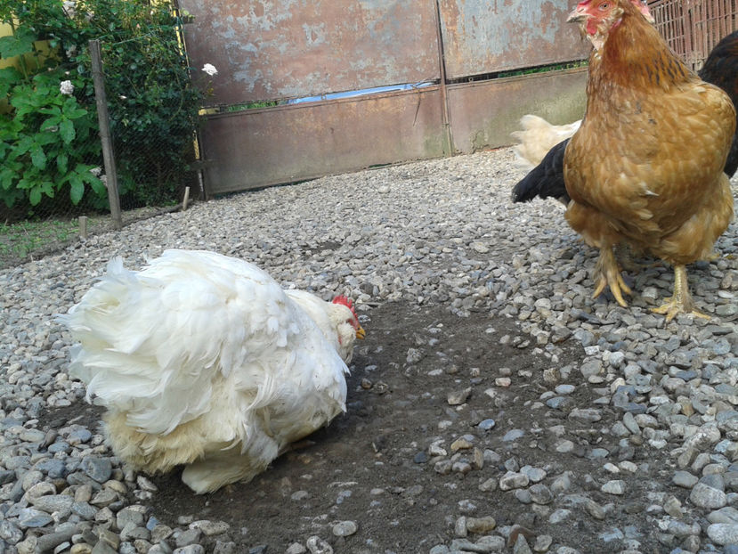  - Găini MATCĂ MATURĂ - eclozate în 2021 - fotografiate miercuri 15 mai 2024