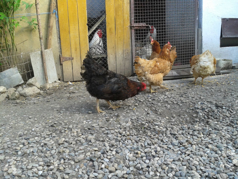  - Găini MATCĂ MATURĂ - eclozate în 2021 - fotografiate miercuri 15 mai 2024