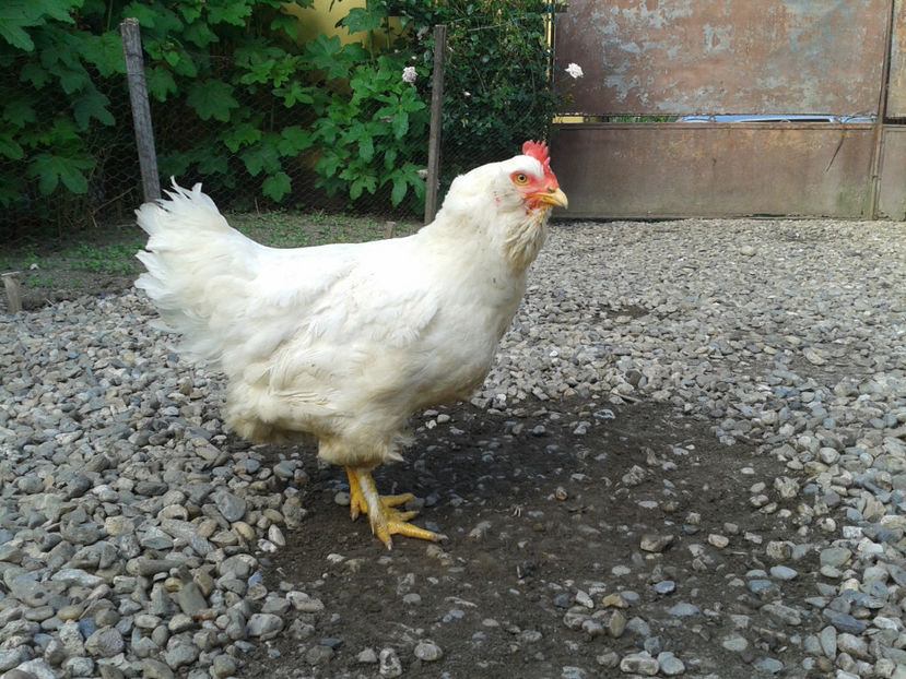  - Găini MATCĂ MATURĂ - eclozate în 2021 - fotografiate miercuri 15 mai 2024