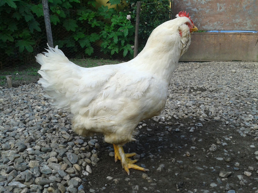  - Găini MATCĂ MATURĂ - eclozate în 2021 - fotografiate miercuri 15 mai 2024