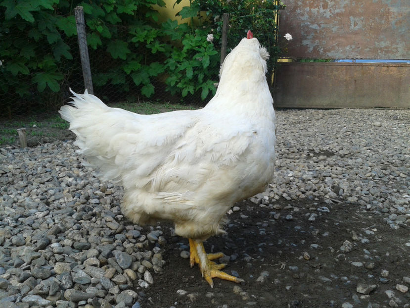  - Găini MATCĂ MATURĂ - eclozate în 2021 - fotografiate miercuri 15 mai 2024