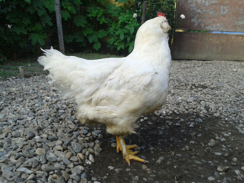  - Găini MATCĂ MATURĂ - eclozate în 2021 - fotografiate miercuri 15 mai 2024