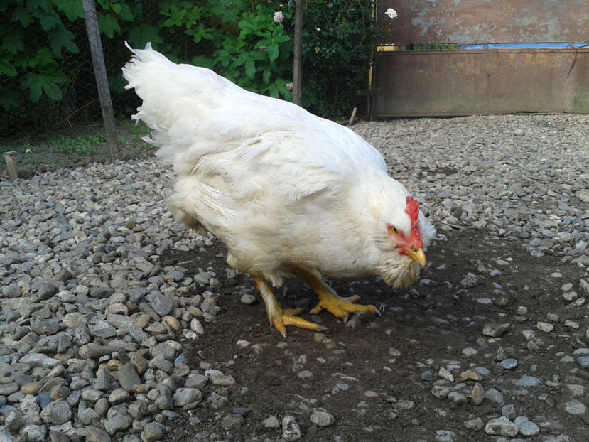  - Găini MATCĂ MATURĂ - eclozate în 2021 - fotografiate miercuri 15 mai 2024