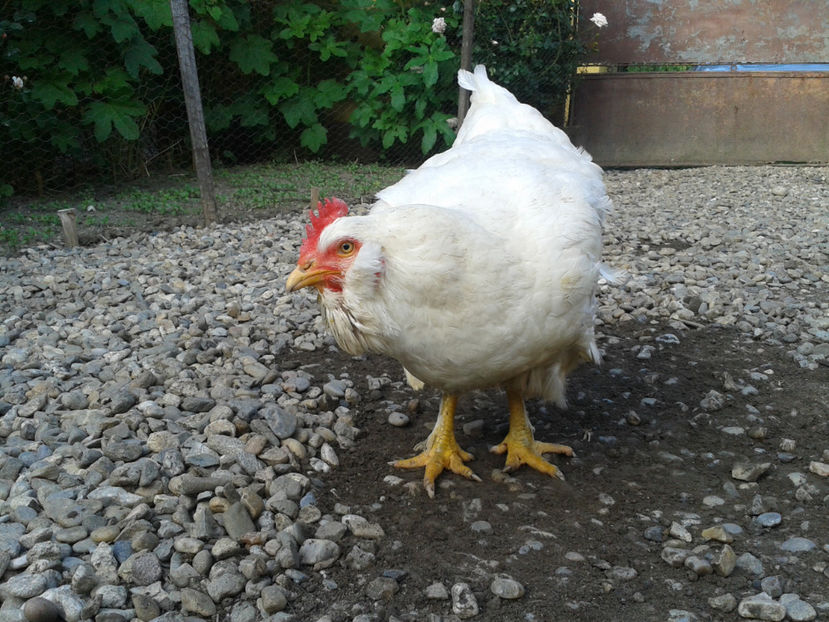  - Găini MATCĂ MATURĂ - eclozate în 2021 - fotografiate miercuri 15 mai 2024