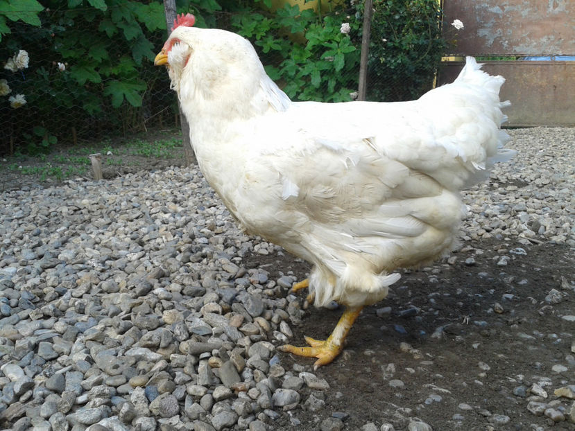  - Găini MATCĂ MATURĂ - eclozate în 2021 - fotografiate miercuri 15 mai 2024