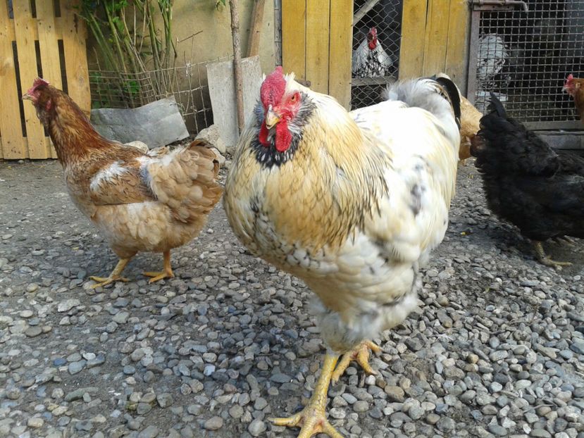  - Găini MATCĂ MATURĂ - eclozate în 2021 - fotografiate miercuri 15 mai 2024