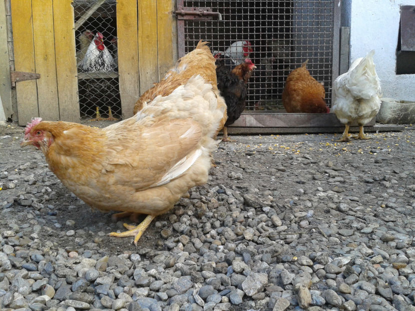  - Găini MATCĂ MATURĂ - eclozate în 2021 - fotografiate miercuri 15 mai 2024