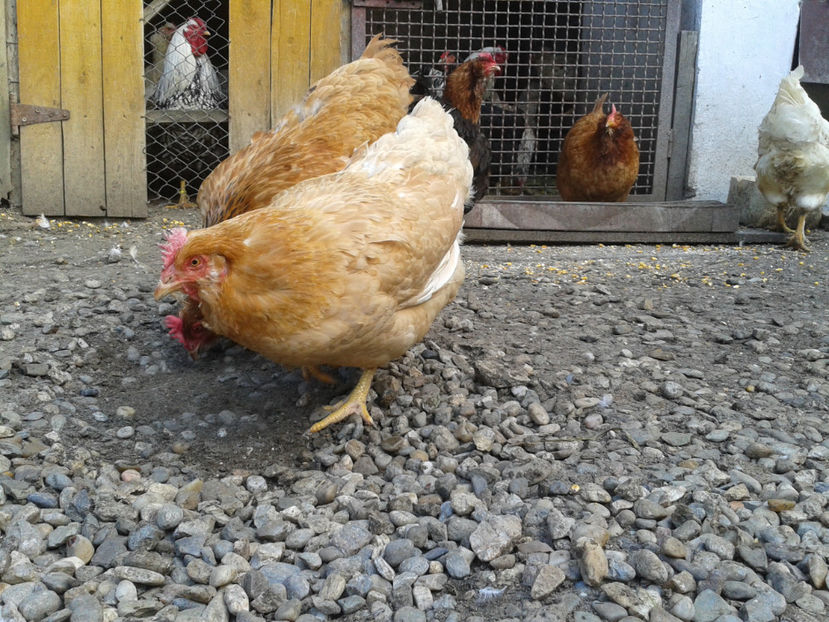  - Găini MATCĂ MATURĂ - eclozate în 2021 - fotografiate miercuri 15 mai 2024