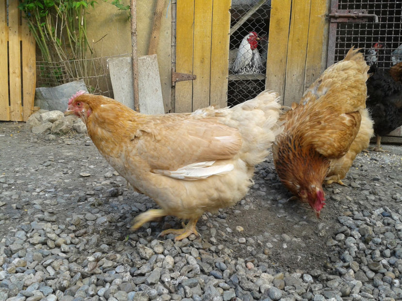  - Găini MATCĂ MATURĂ - eclozate în 2021 - fotografiate miercuri 15 mai 2024