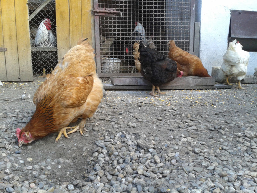  - Găini MATCĂ MATURĂ - eclozate în 2021 - fotografiate miercuri 15 mai 2024