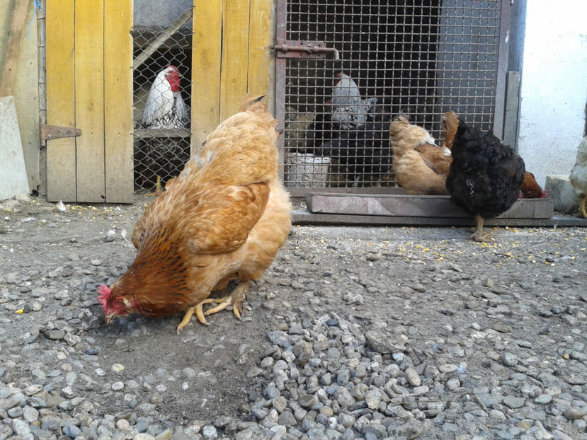  - Găini MATCĂ MATURĂ - eclozate în 2021 - fotografiate miercuri 15 mai 2024