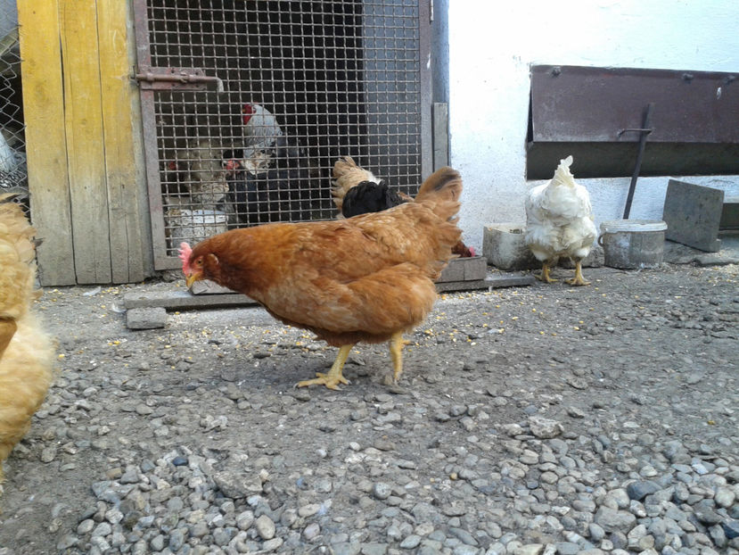  - Găini MATCĂ MATURĂ - eclozate în 2021 - fotografiate miercuri 15 mai 2024