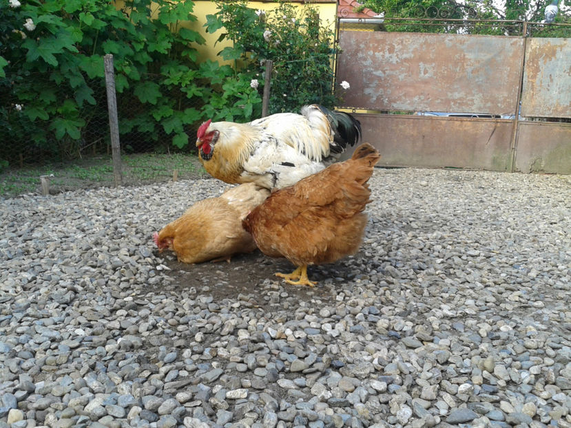  - Găini MATCĂ MATURĂ - eclozate în 2021 - fotografiate miercuri 15 mai 2024