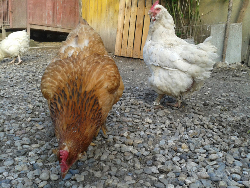  - Găini MATCĂ MATURĂ - eclozate în 2021 - fotografiate miercuri 15 mai 2024