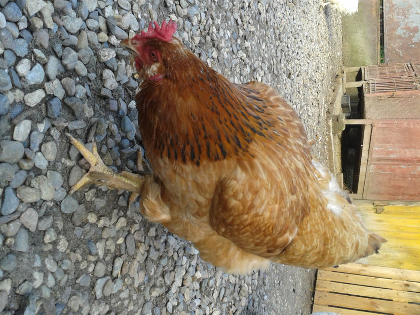  - Găini MATCĂ MATURĂ - eclozate în 2021 - fotografiate miercuri 15 mai 2024